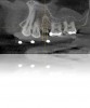 Figure 5. Note that even slightly changing the angulation would result in the implant screw-access hole coming out of the buccal cusp.